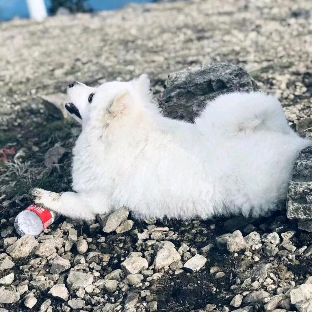 嘻嘻肉肉每一天