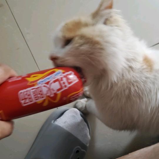 沙雕小猫🐱（求工作）