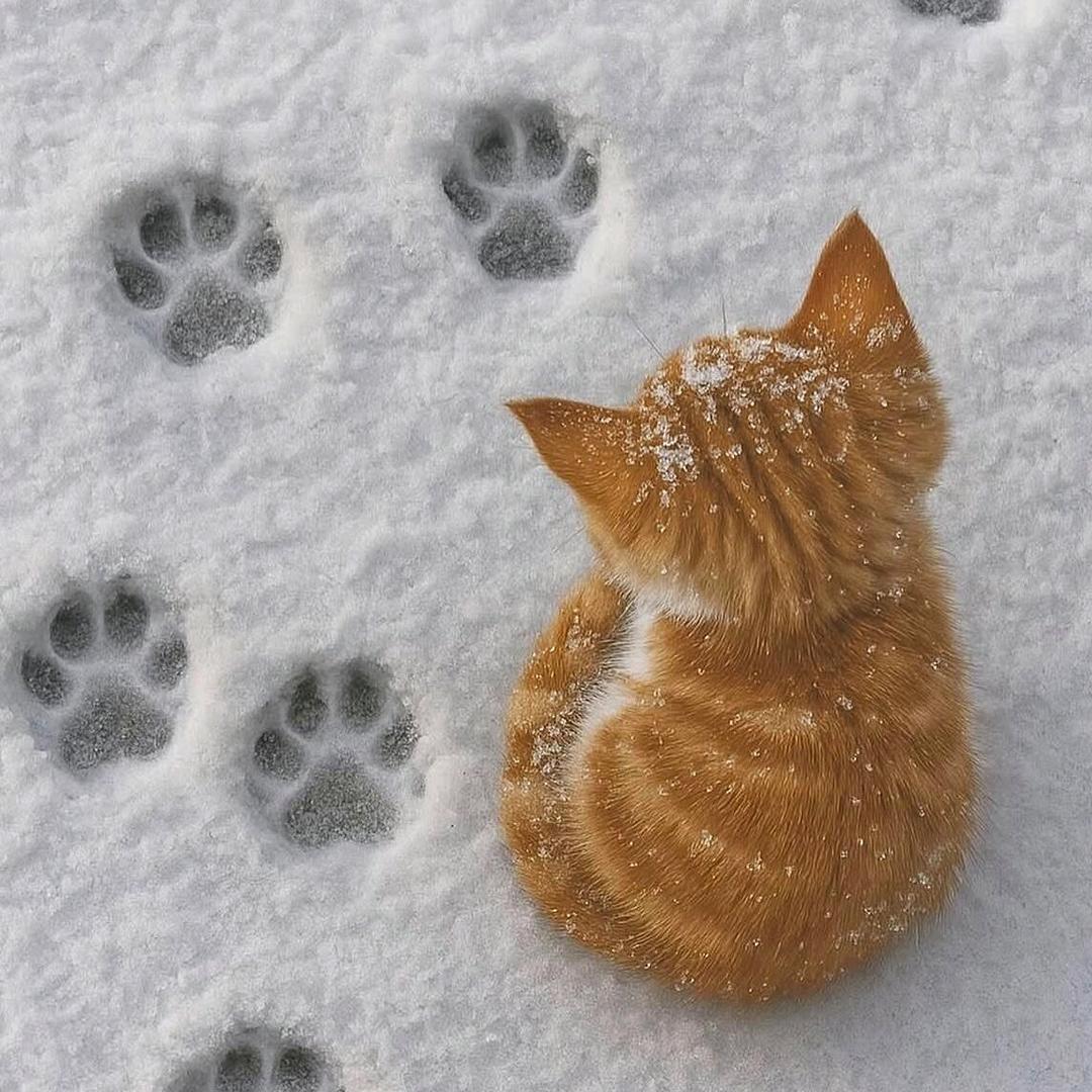 浅念（农村姑娘）