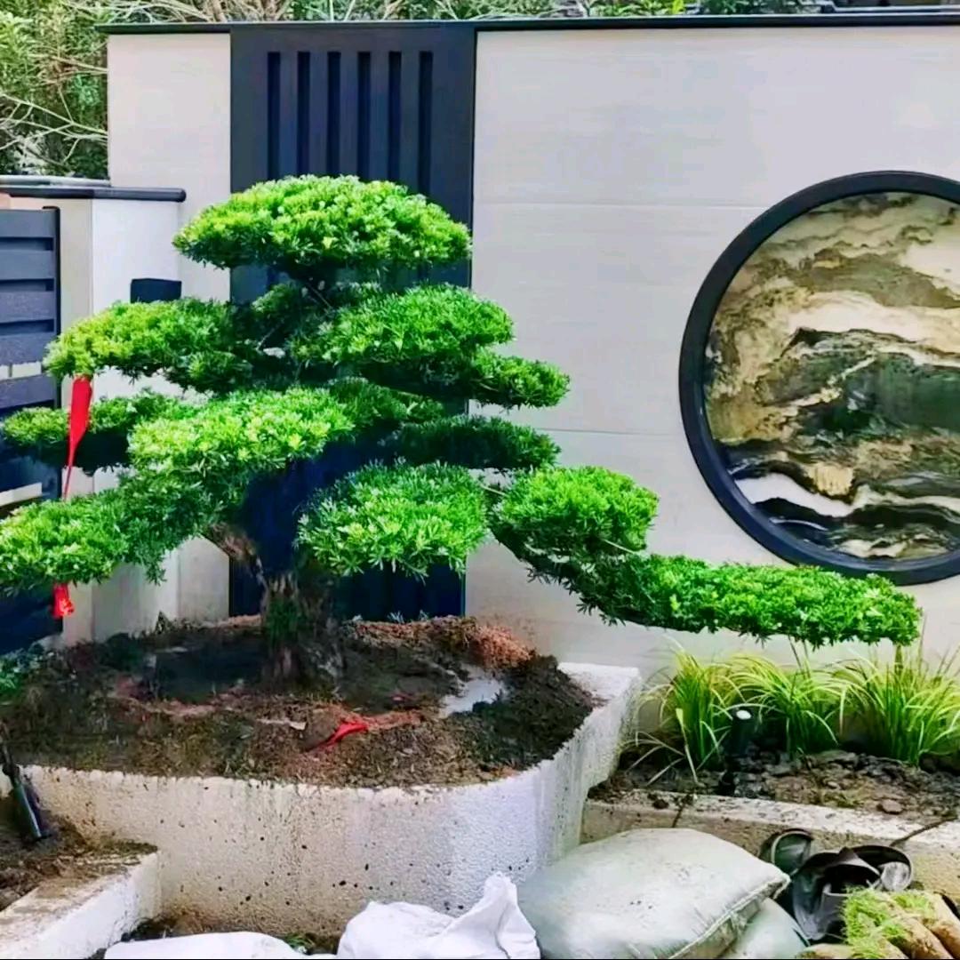 🇨🇳千亩🌲罗汉松🌲基地