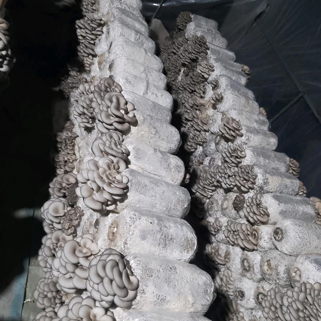 记录生活