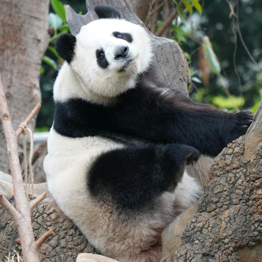 熊猫游乐园🐼