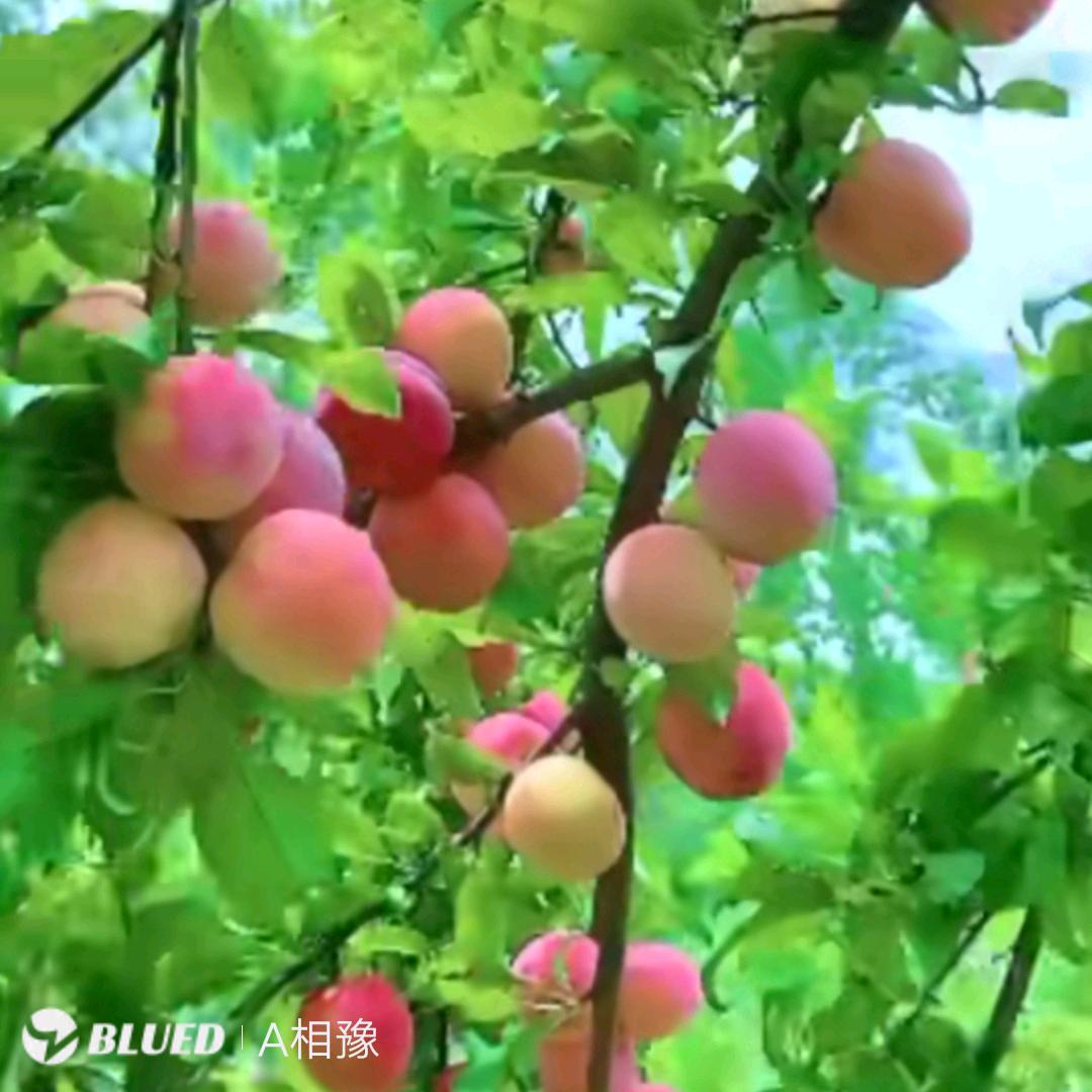 你诺安好
