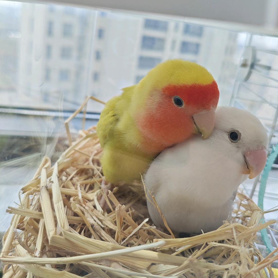 淘淘和奶绕的幸福生活