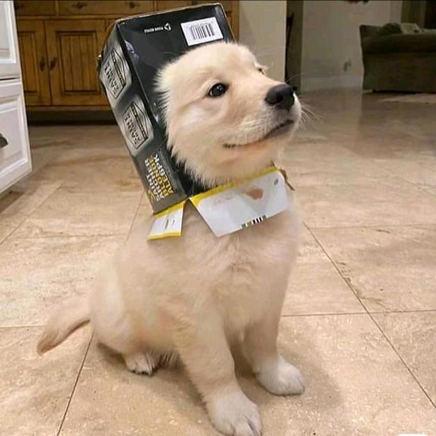 薯条有一个帽衫