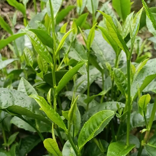 忘掉的一切，放下所有的卑微，向前步行