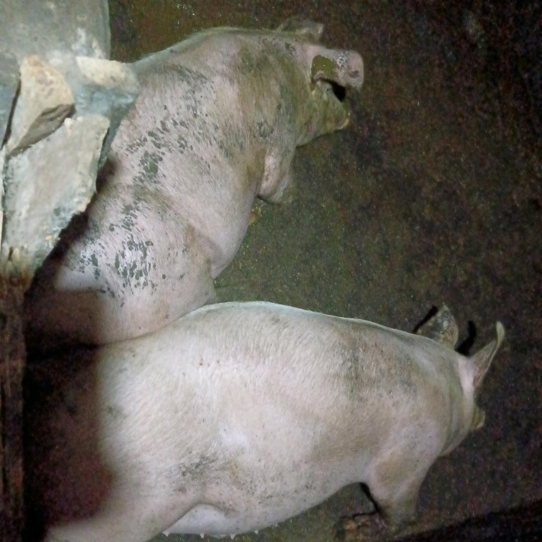 95农村小哥 专做土猪肉