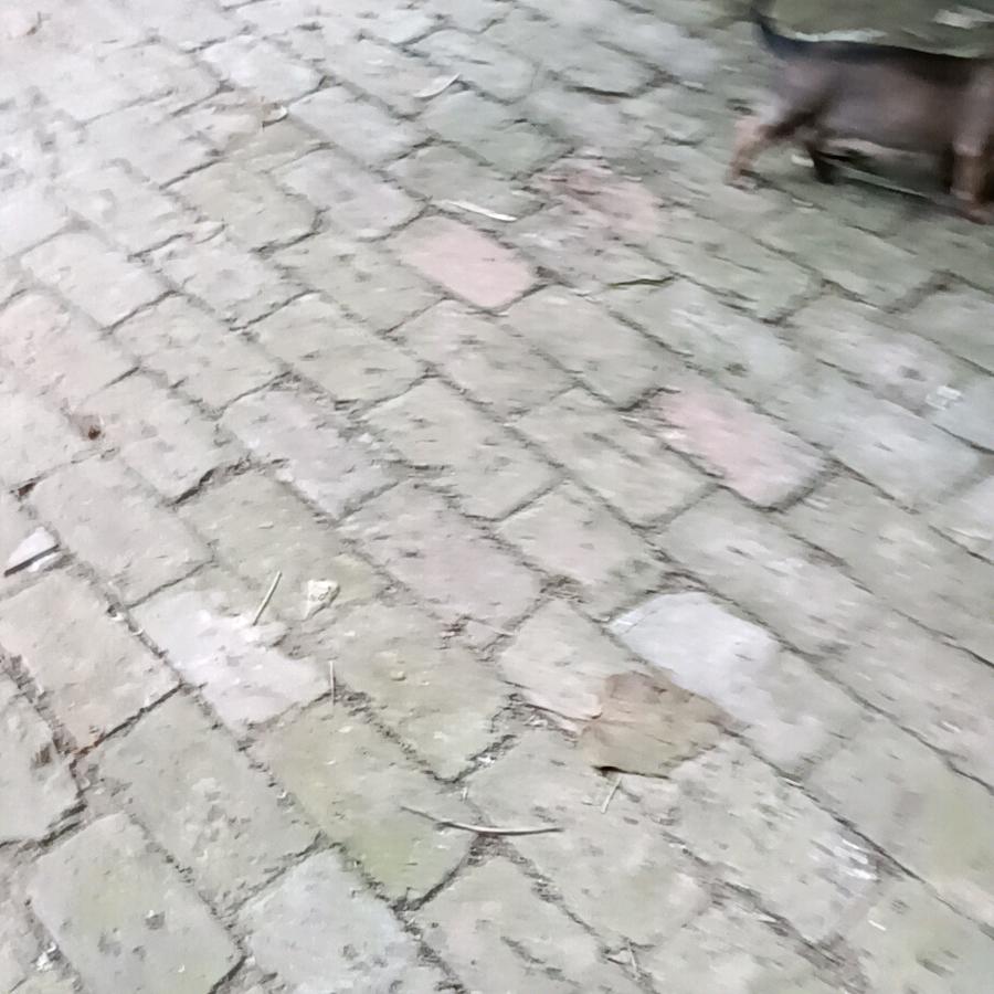 老戏迷