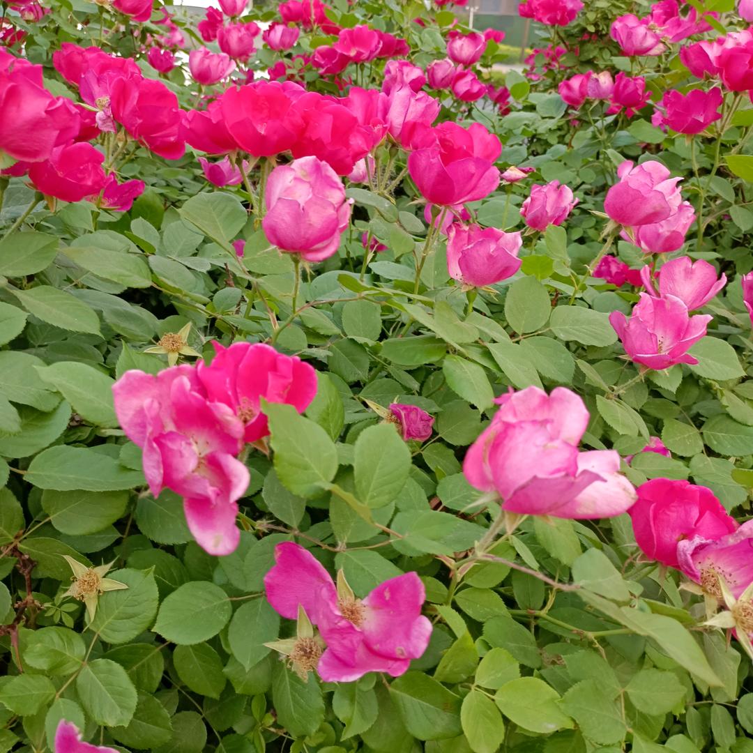 紫晴