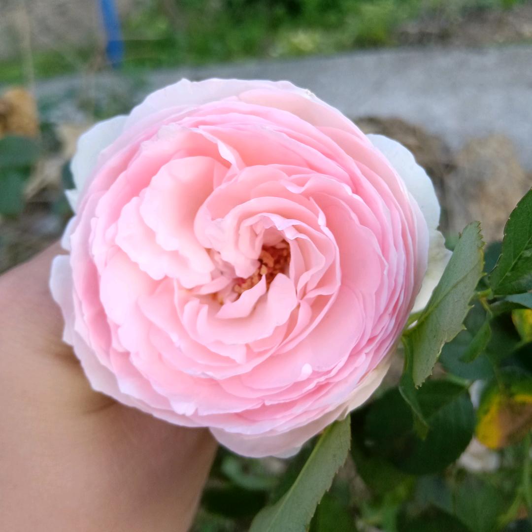 微꯭凉꯭