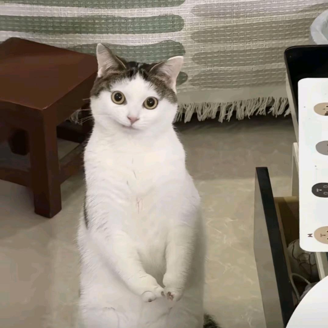 叼梨猫支啤