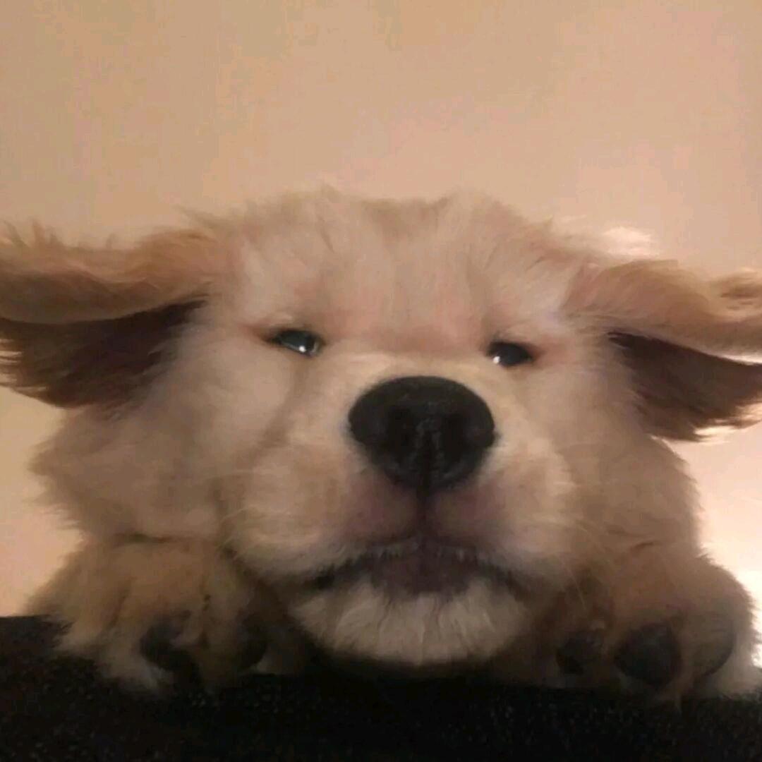 为什么我不是替身使者