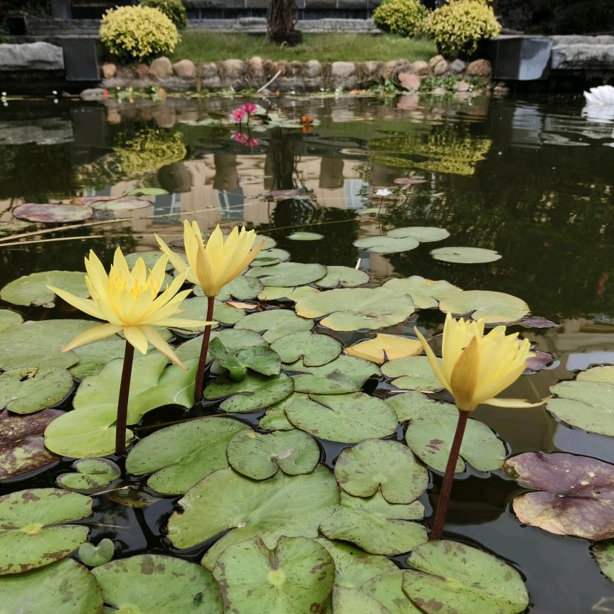 岁月静好