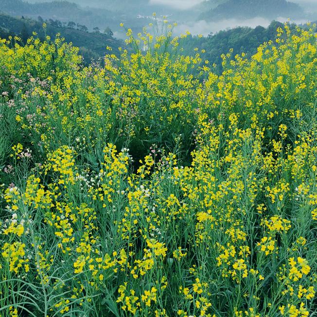 徽州山村
