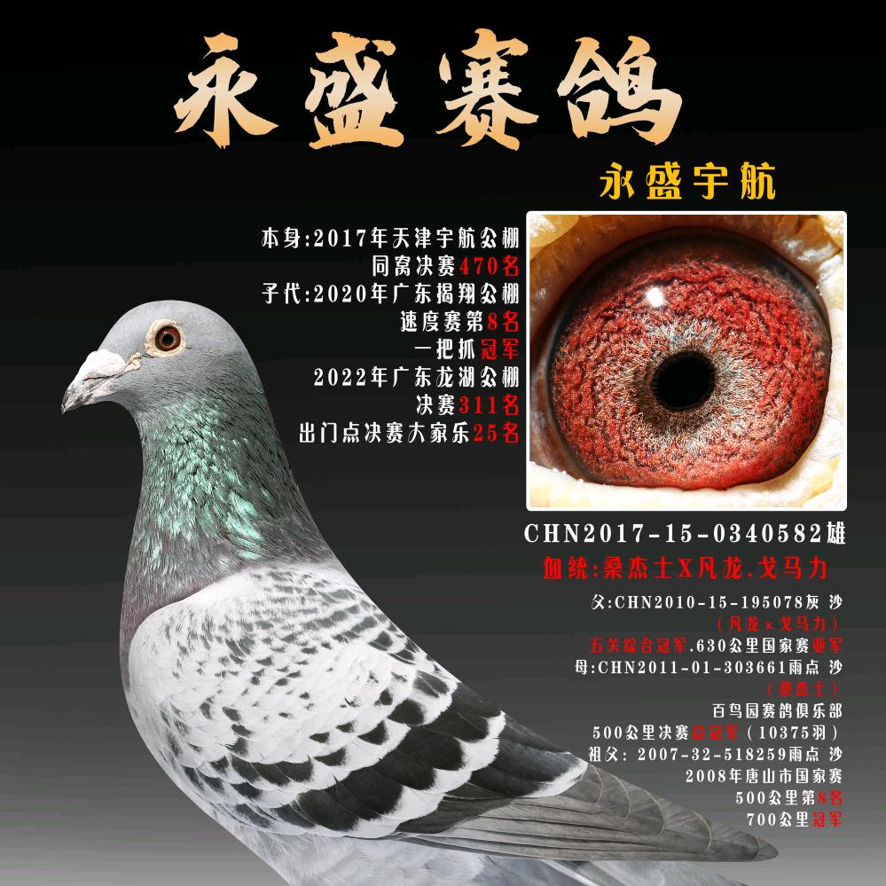永盛赛鸽