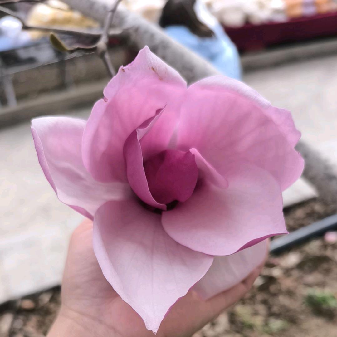 ღ᭄蘭🦋꧔ꦿ᭄