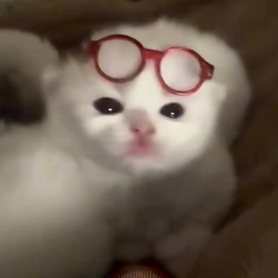 发呆鱼饼