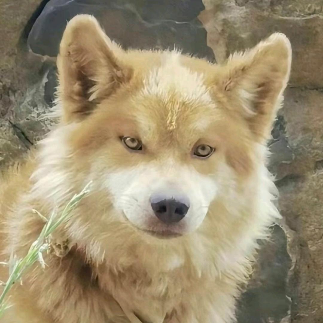 游