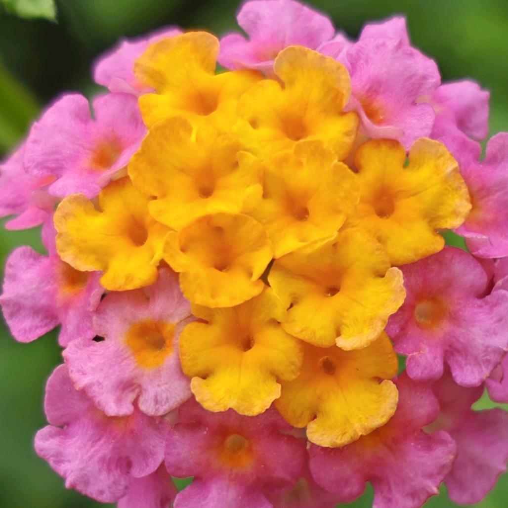 太阳🌞太阳🌞