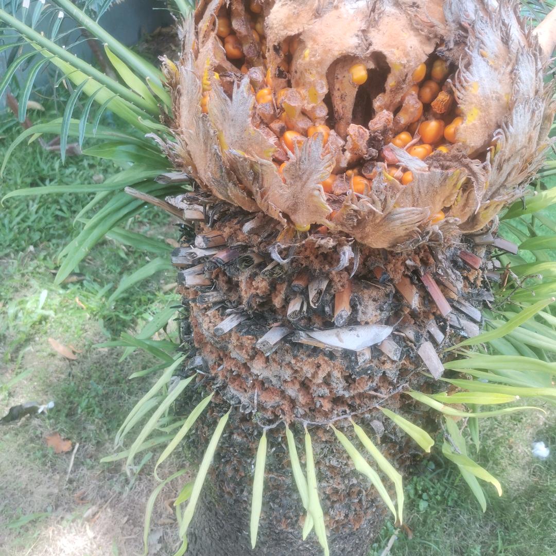 冷血无情