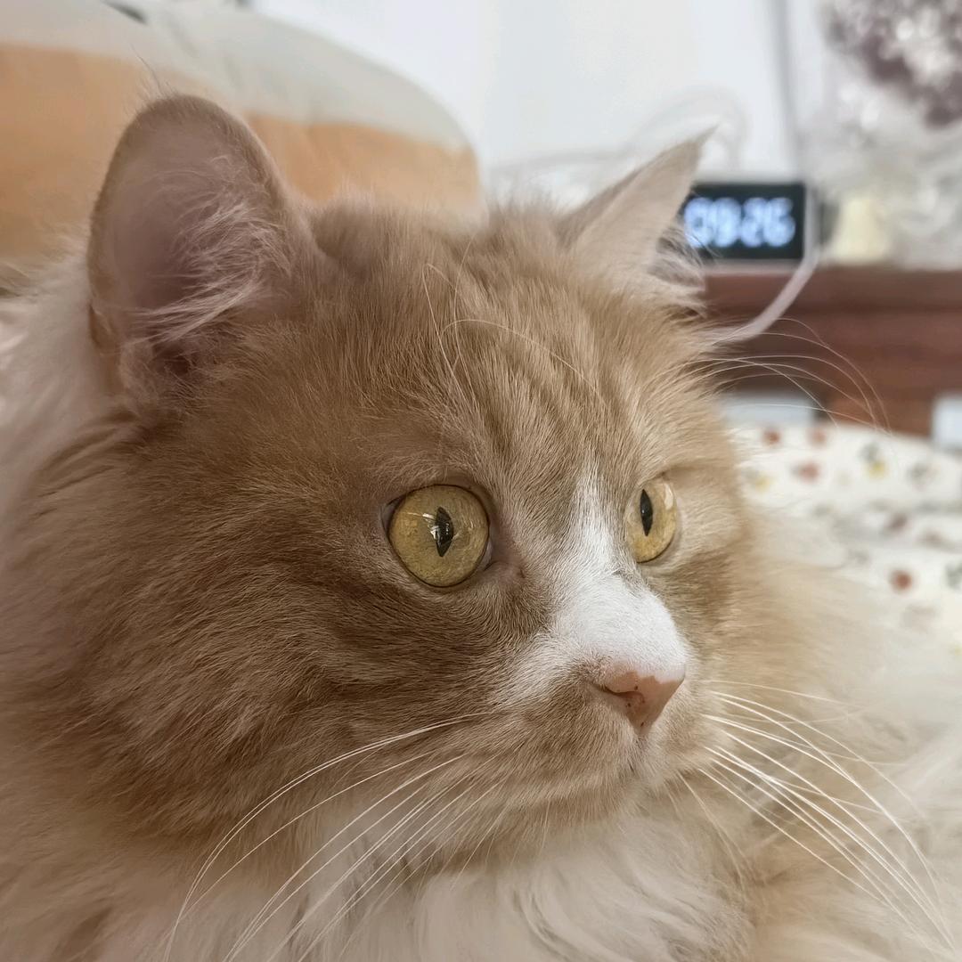 心如止水