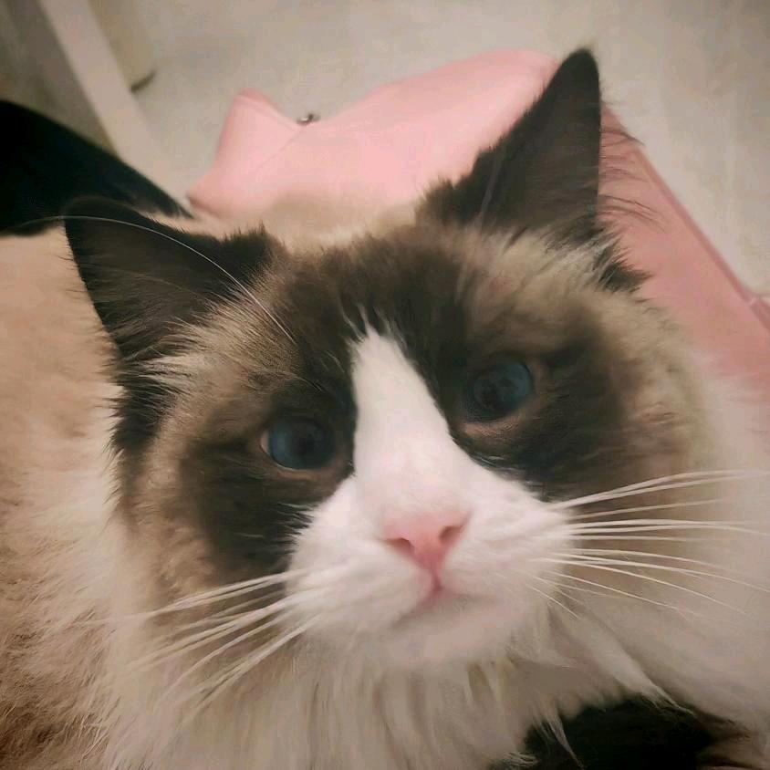 年糕是只布偶猫