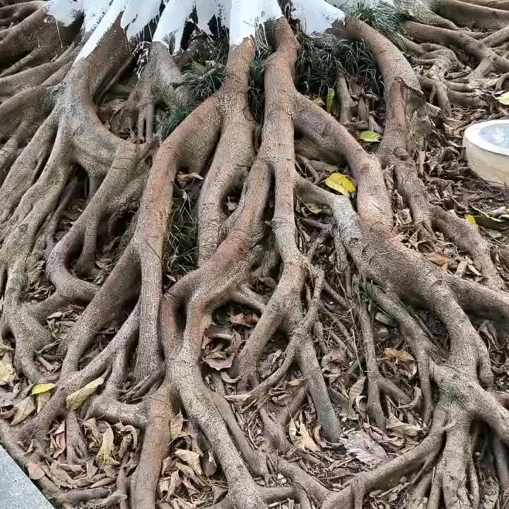 东哥奇石馆