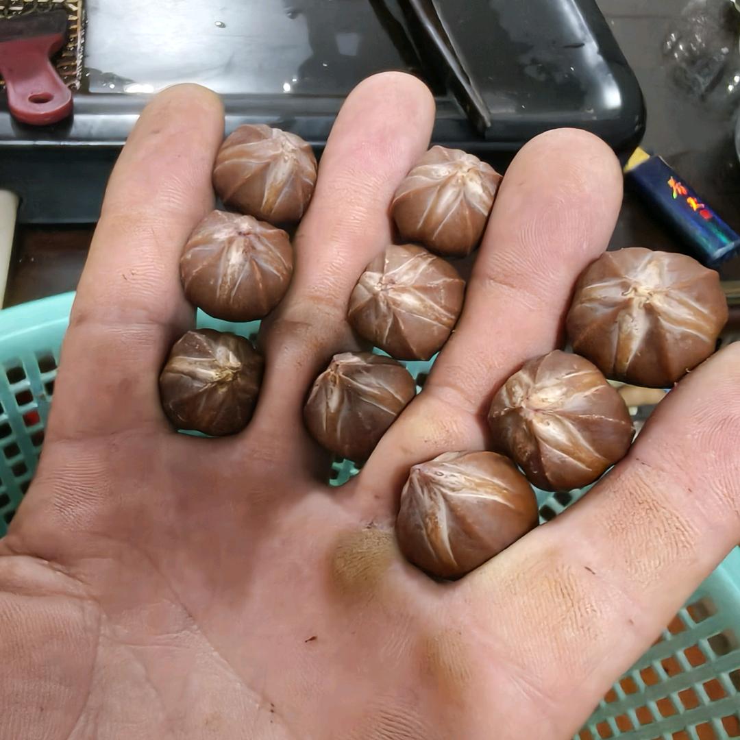 梅林铁头。核尖