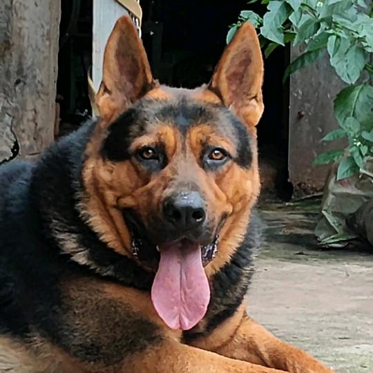 昊缘犬舍