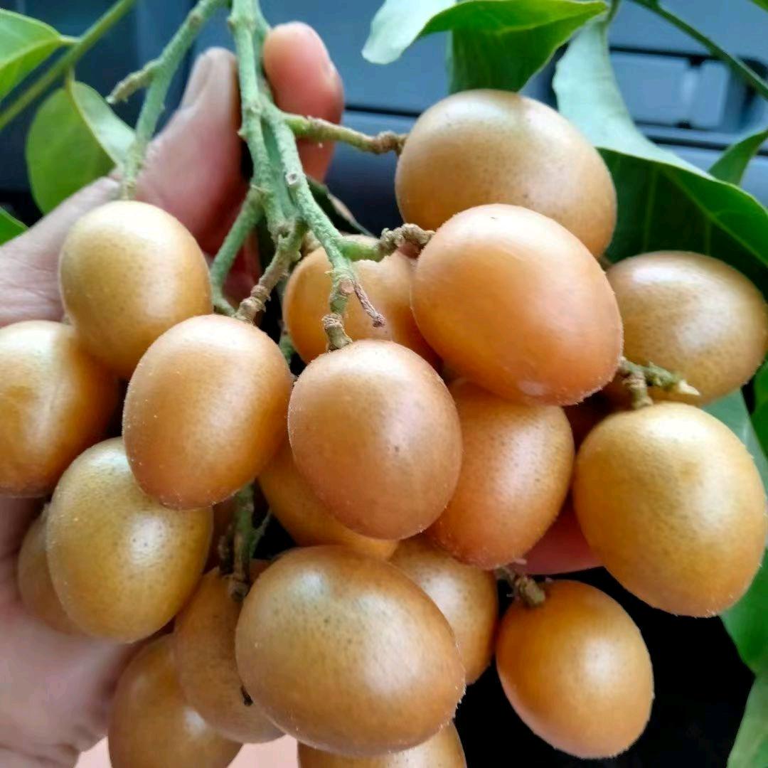 黄皮果