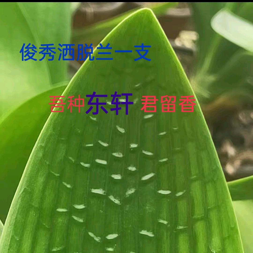 东轩君子兰
