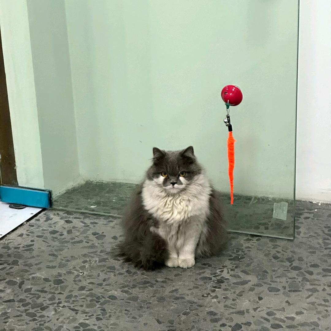 宠物玩具制造商