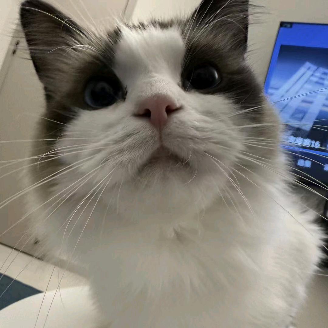 Rui🐟