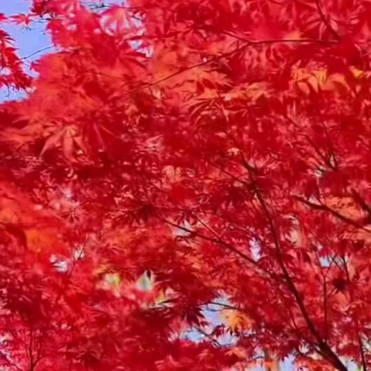 《放下了世界放不下你》✨