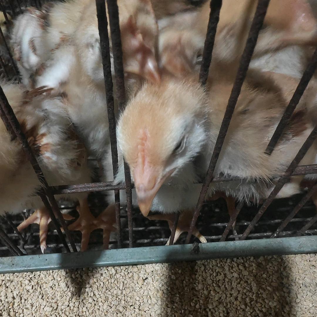 红公鸡日常（常年出售）