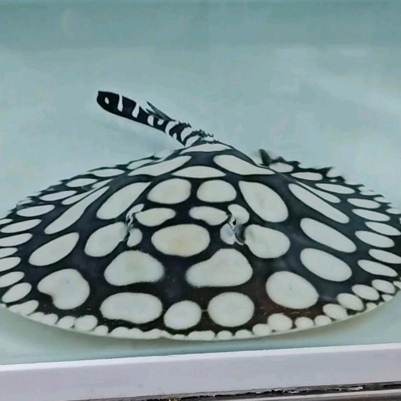 魟鱼皇冠黑白 (˘͈ᵕ ˘͈❀)