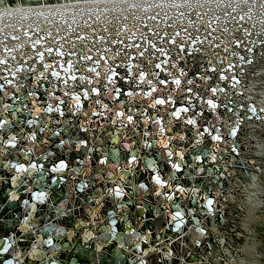 白白一片棉花朵，悠然却把心香衰
