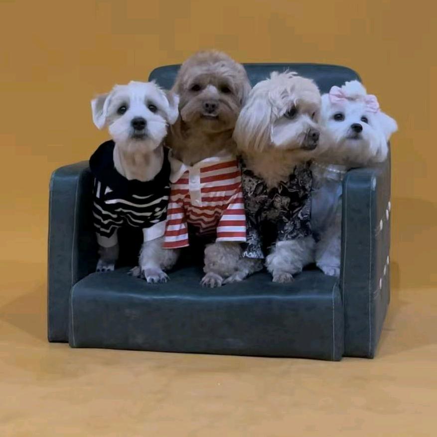 龙肉球和小白的铁铁