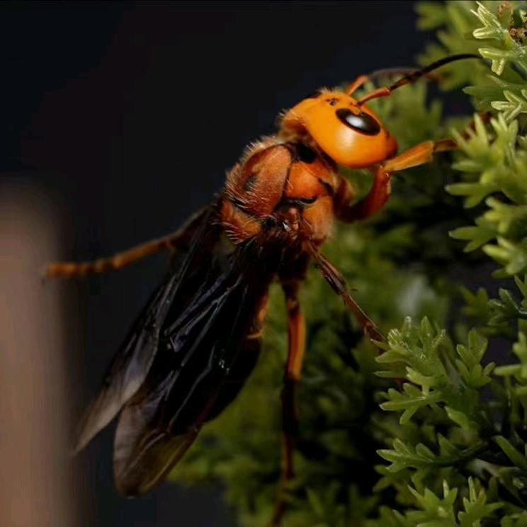 咖啡^O^加糖(追蜂)
