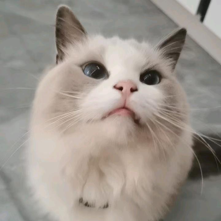 萍