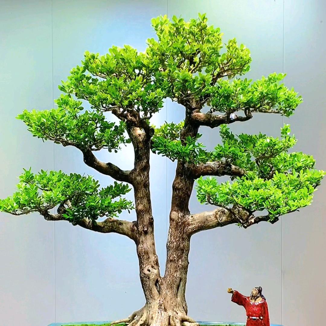 恩施雅园盆景园