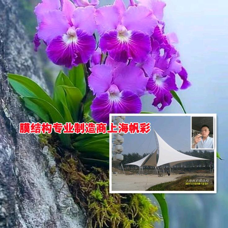 A上海帆彩膜结构公司