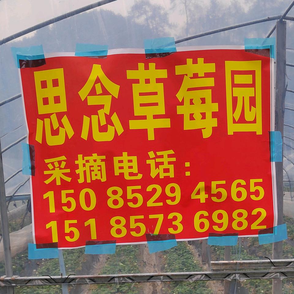 凯里（台江）思念草莓园