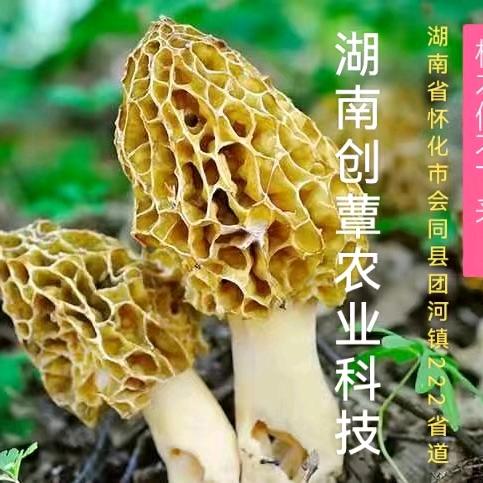湖南创蕈农业科技