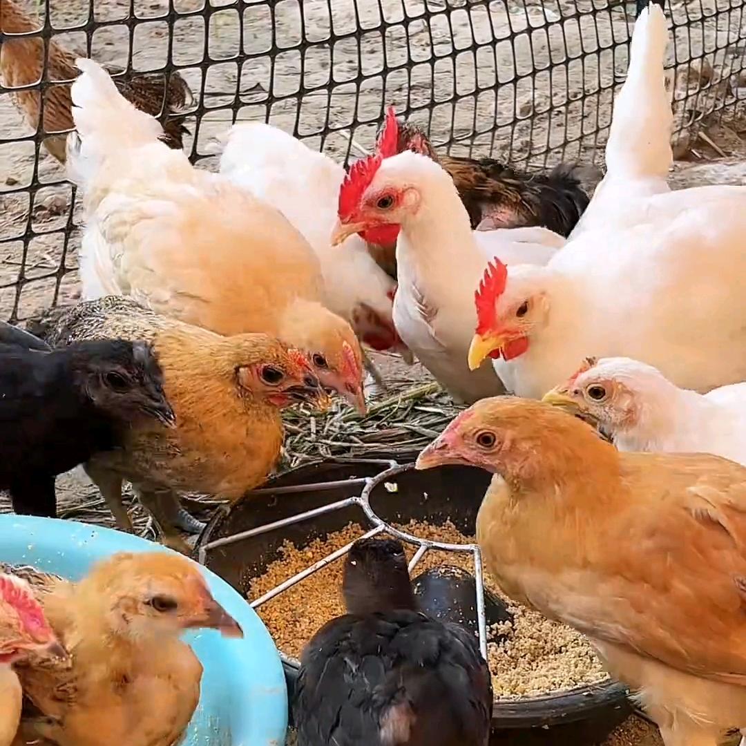 金羽禽丰养殖店