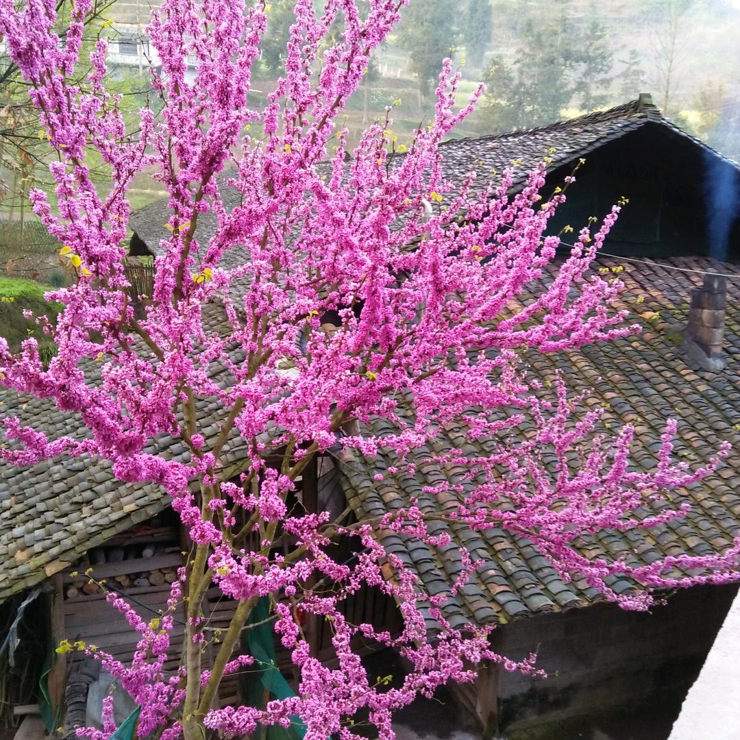 春暖花开