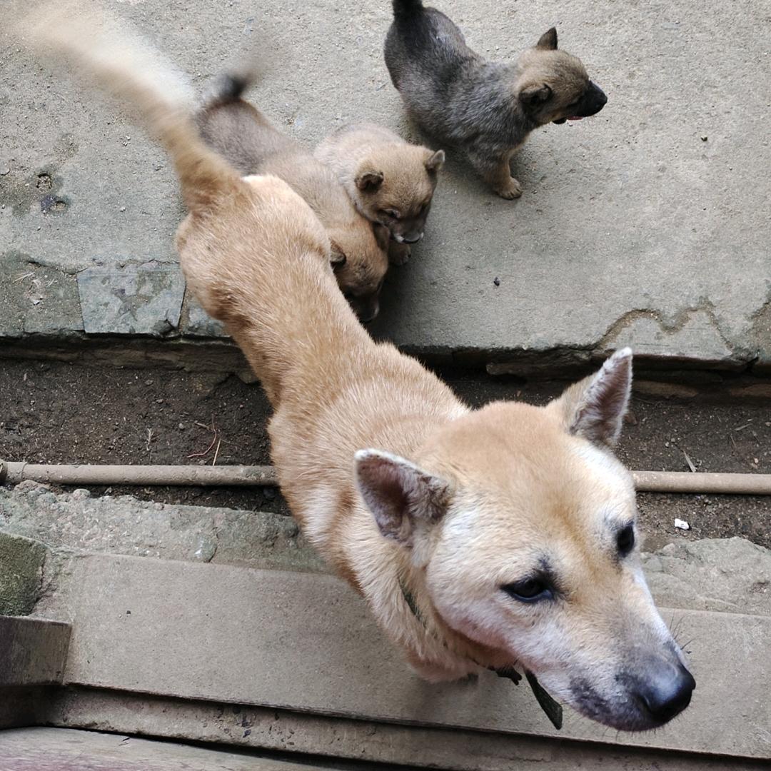 王者荣耀  菜鸟
