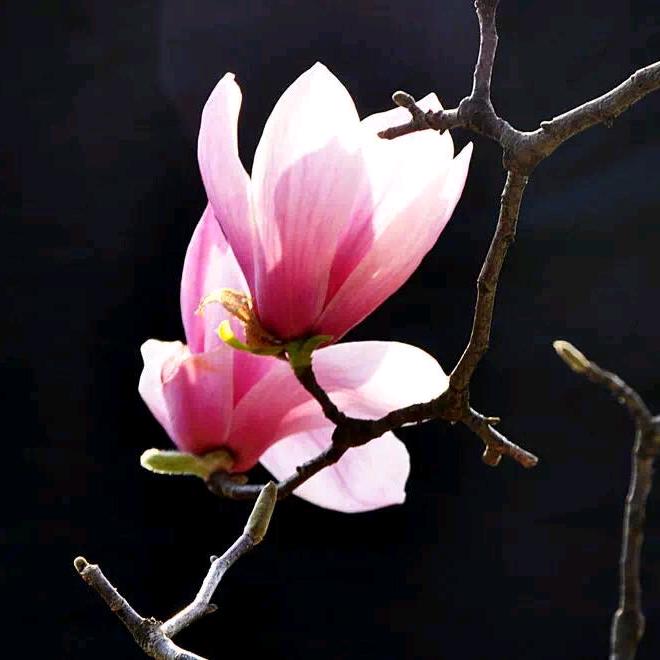 芳華（大码女装）