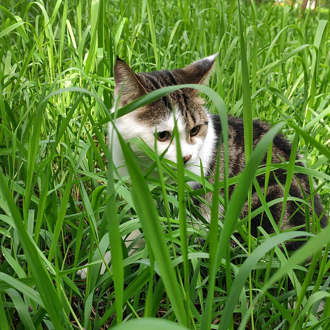 面包是只猫