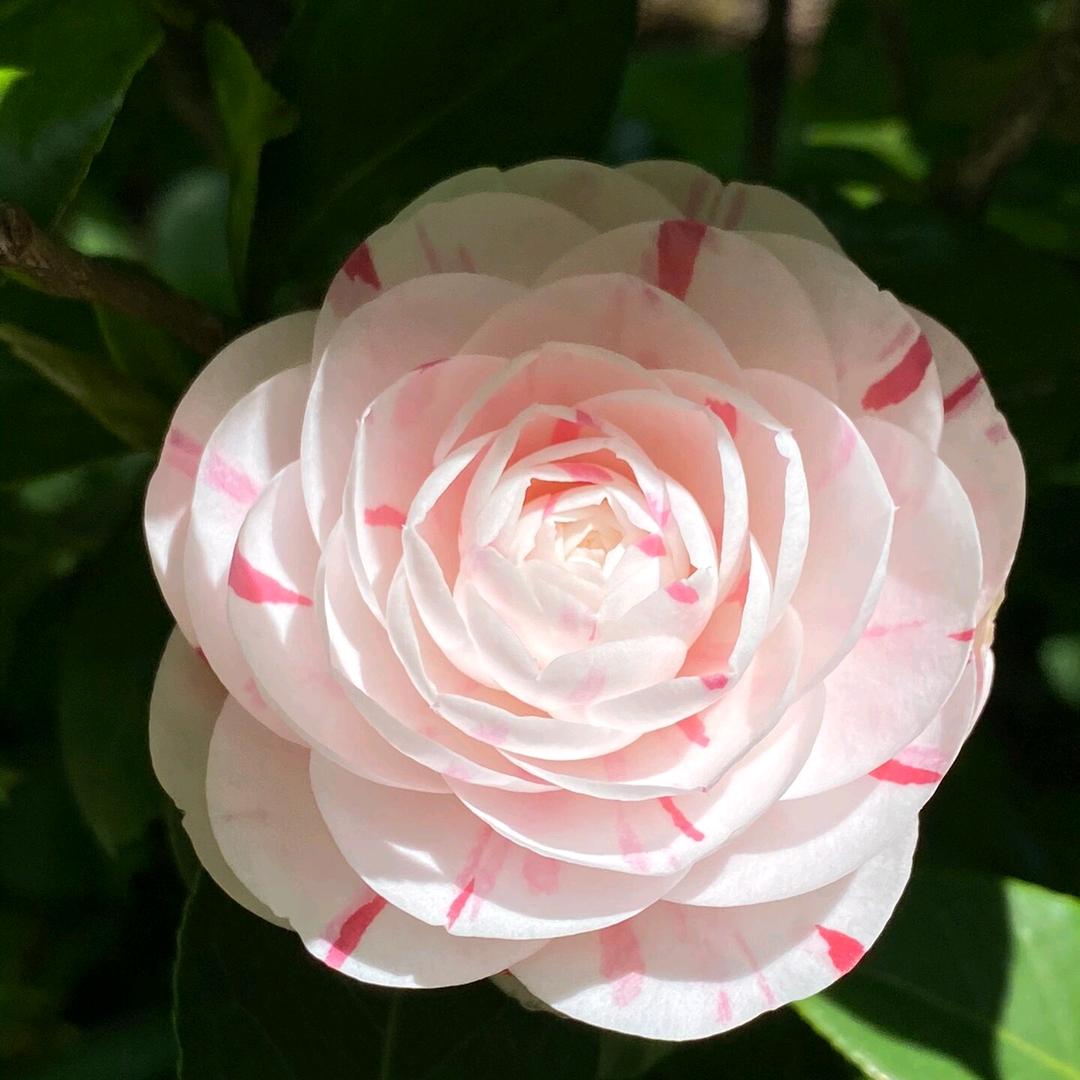 茗茶栀子花